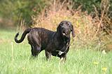 FILA BRASILEIRO 080